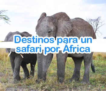 Mejores lugares para un Safari por África