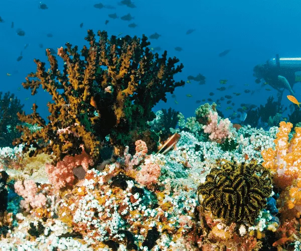 5 arrecifes ideales para bucear en las Maldivas