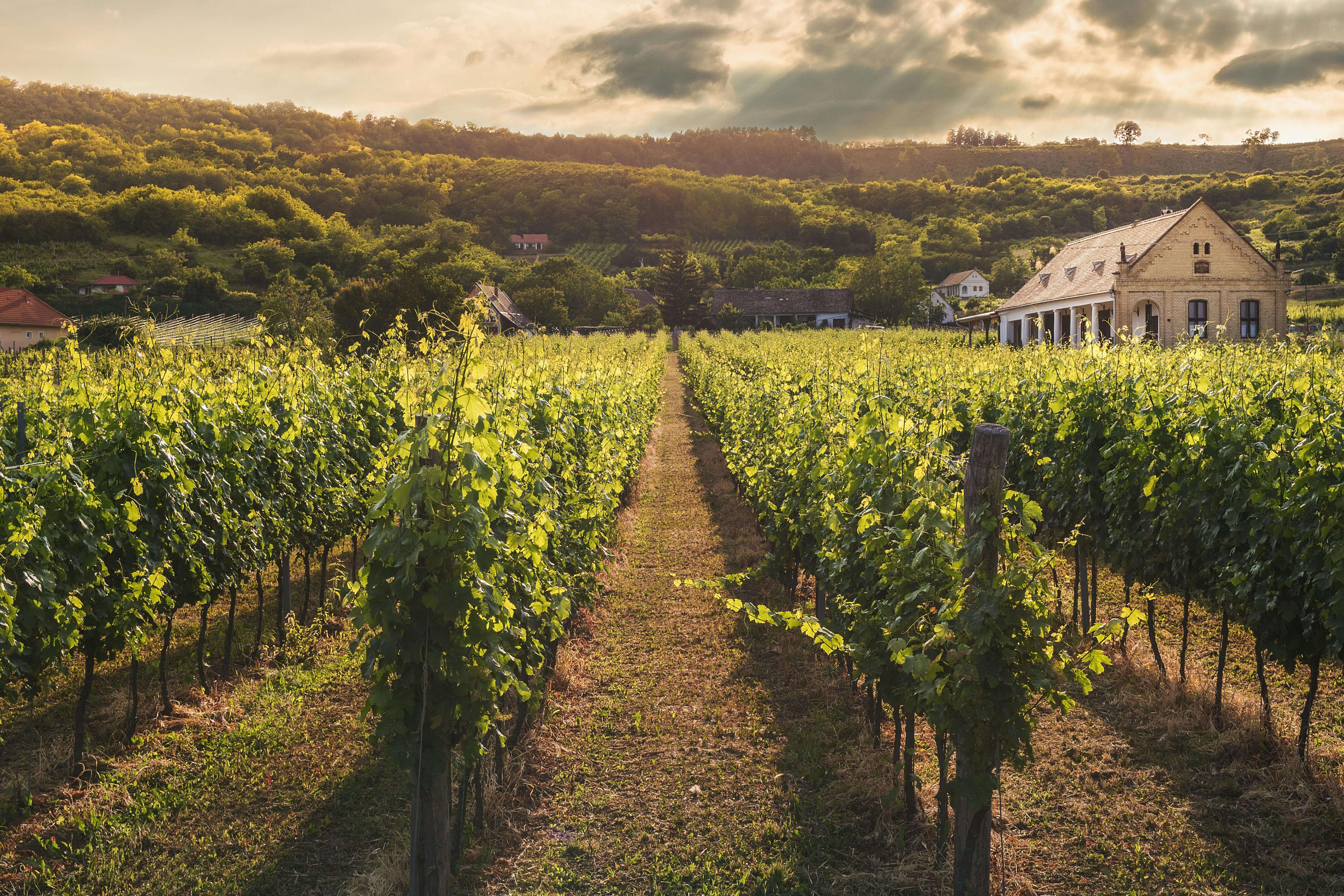 Los 6 mejores destinos del mundo para los amantes del vino