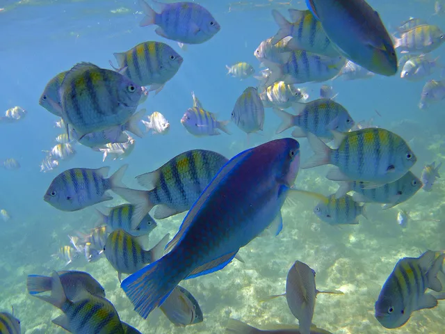 submarinismo punta cana