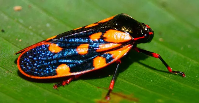 Insectos exóticos en Costa Rica