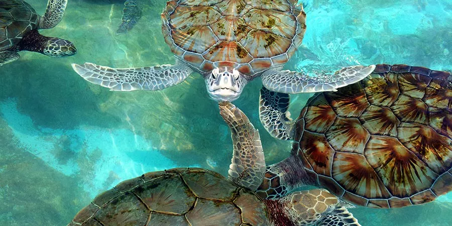 tortuga park