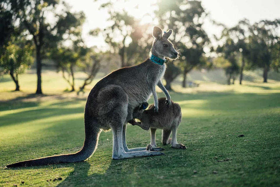 canguro australia