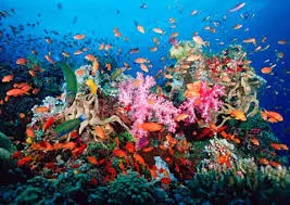 The Mesoamerican Barrier Reef