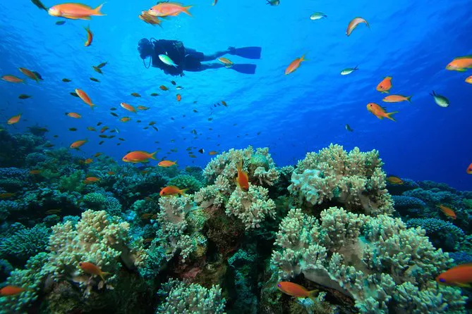 Buceo en Parque Nacional Tunku Abdul Rahman