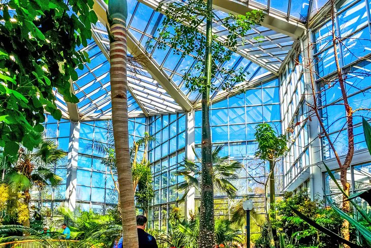 El Jardín de Palmeras, Frankfurt