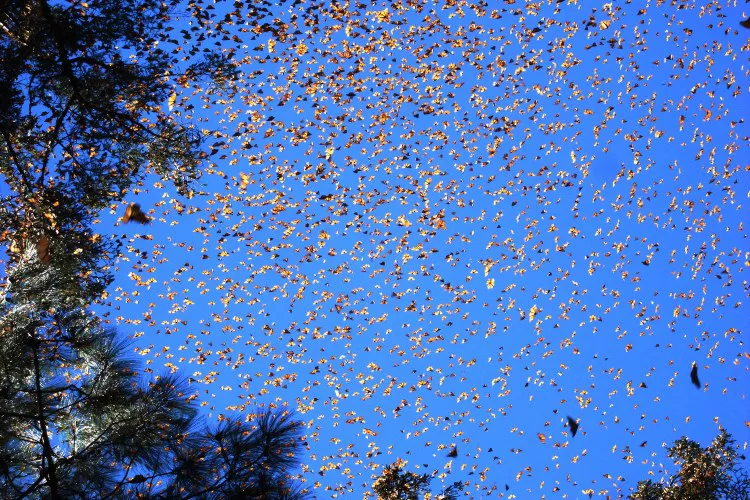 Mariposas Monarca