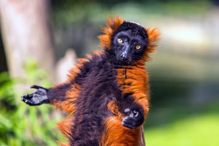 El lémur de collar rojo en el Artis, Zoológico Real de Ámsterdam