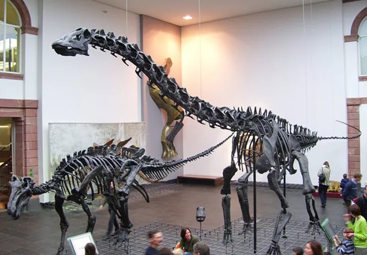 Museo de Historia Natural Senckenberg