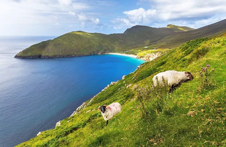 Ovejas pastando en la isla de Achill