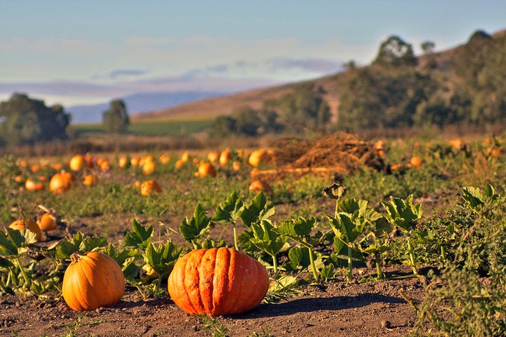 10 cosas que hacer en California