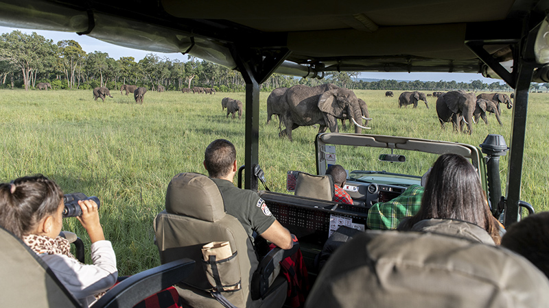  Por qué el turismo es vital para la fauna de Kenia