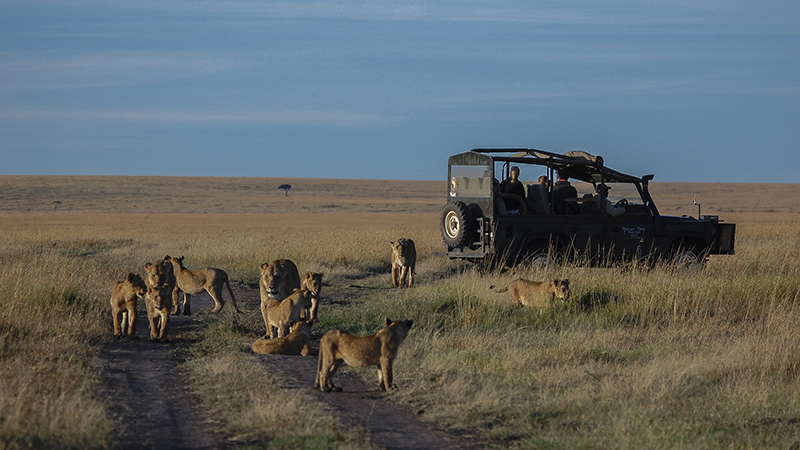  Por qué el turismo es vital para la fauna de Kenia