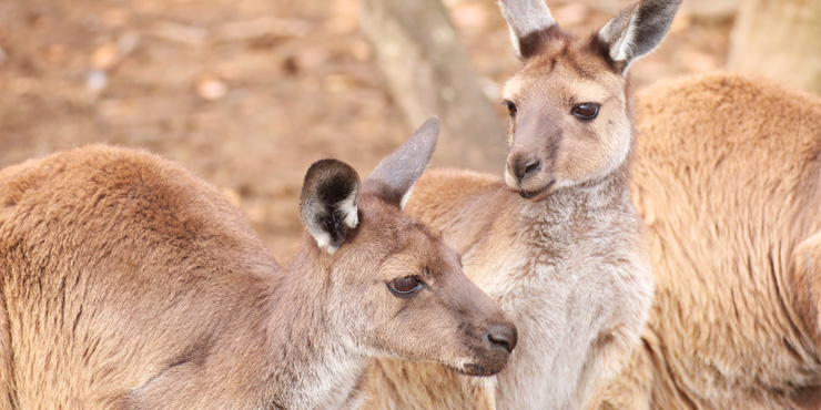 Las bestias fantásticas de Australia (y dónde encontrarlas)