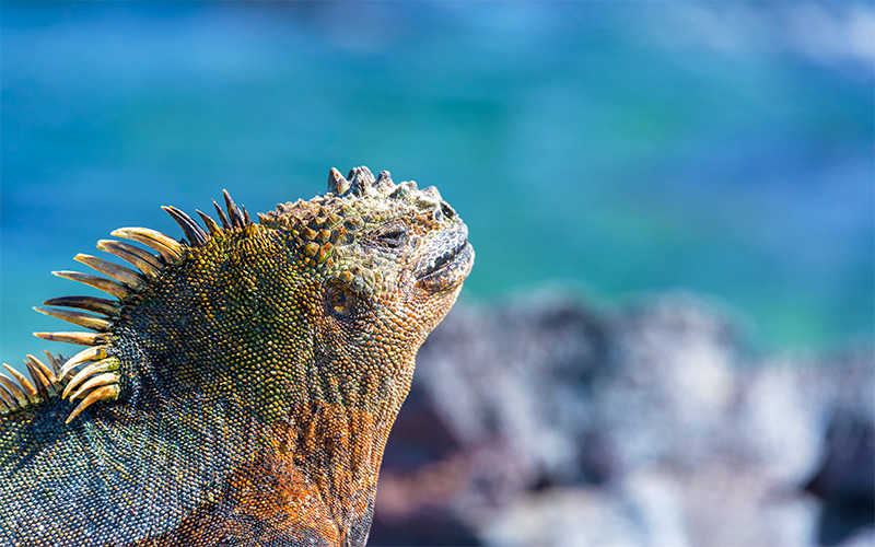 Los 10 aspectos más destacados de Galápagos
