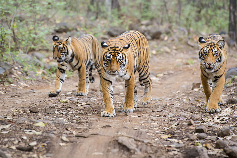 Todo lo que necesita saber para avistar tigres en la India