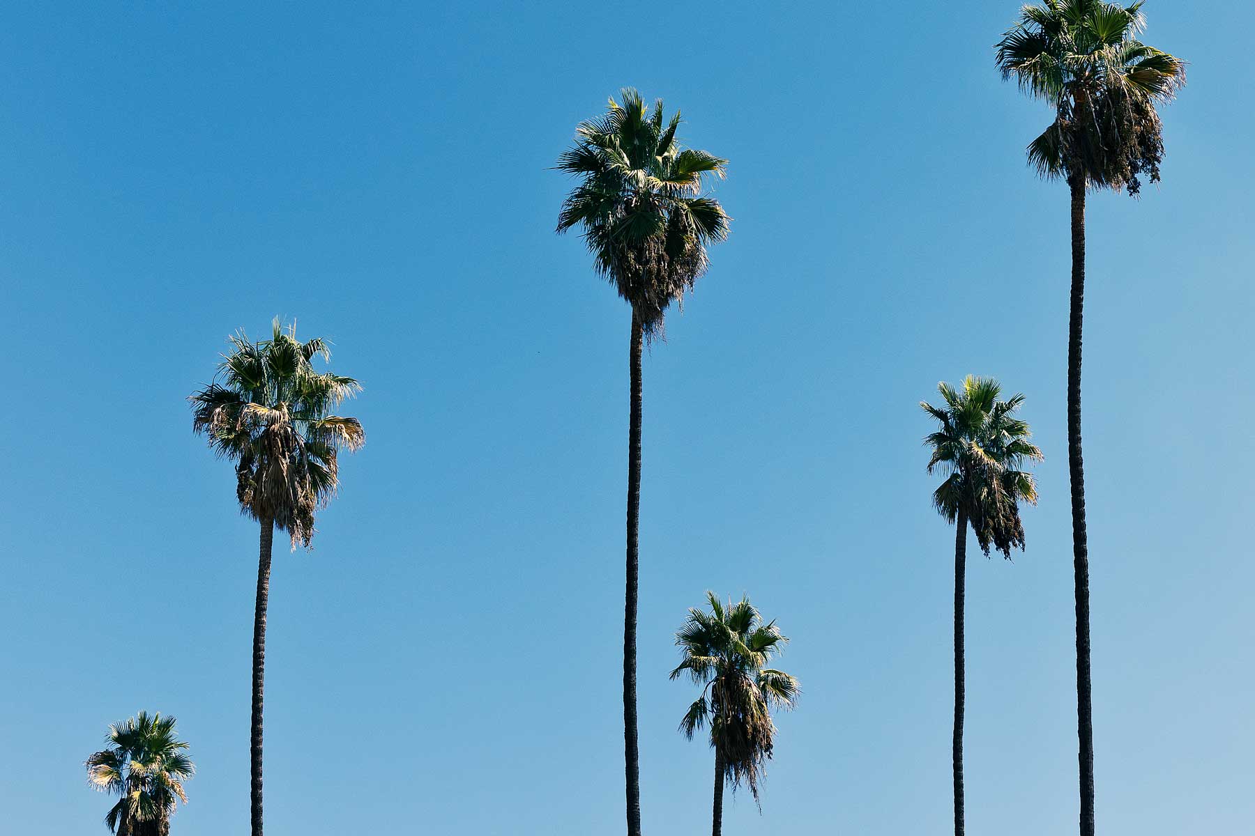  Este barrio de Los Ángeles tiene una de las mejores comidas coreanas de Estados Unidos. 