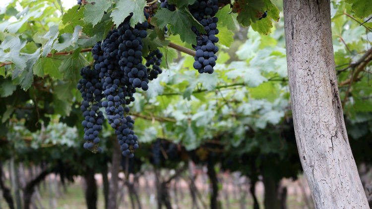 Revelados los mejores viñedos del mundo de 2022