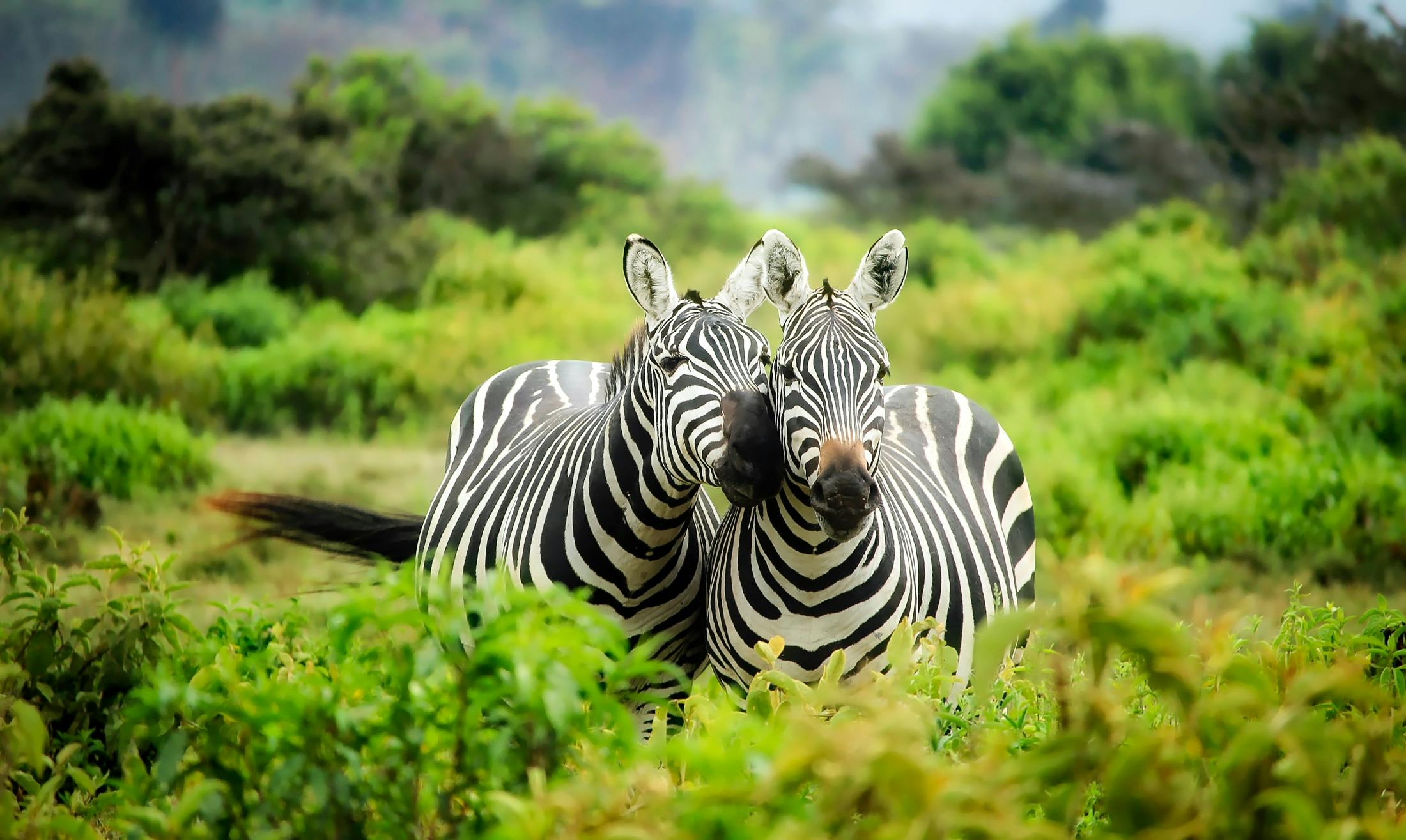 ¿Cuál es el mejor lugar para hacer un safari en África?