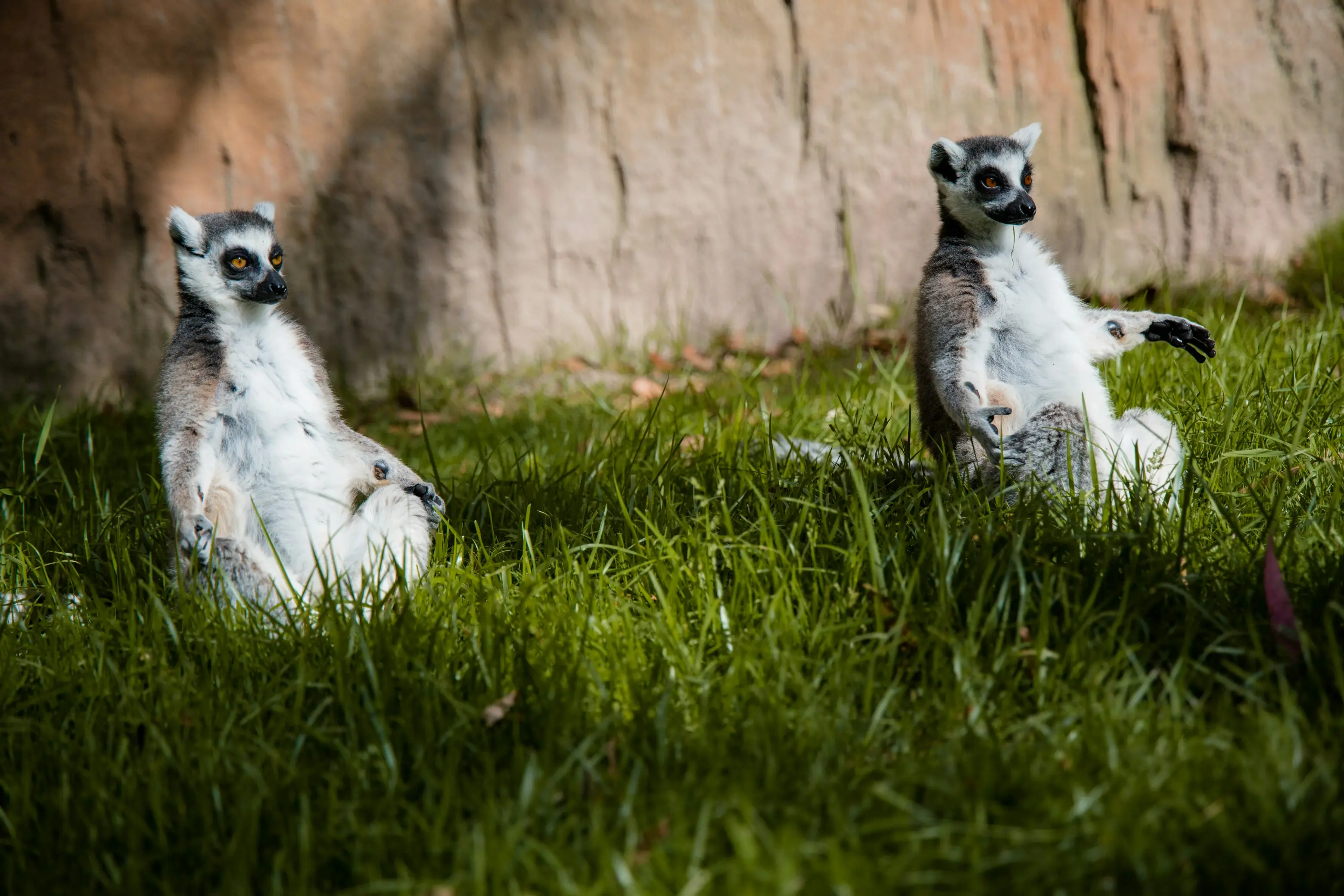 Cinco animales increíbles para ver en el Bioparc de Valencia